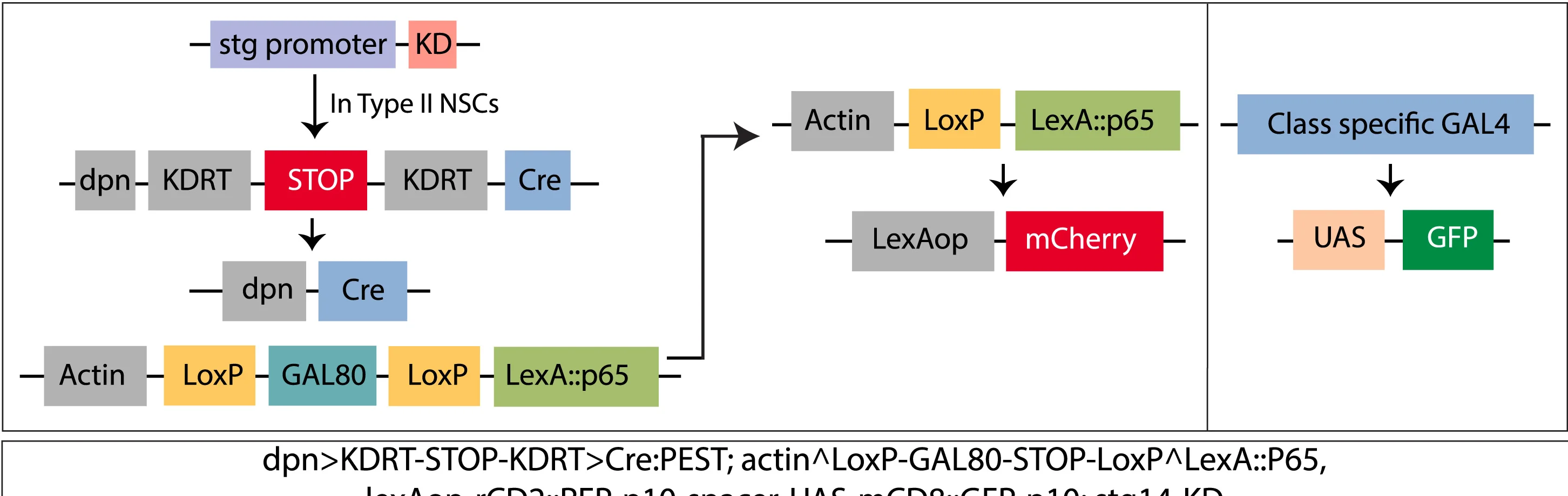 Open access visualization of Workflow, Flowchart, Genetic Scheme, Type II Lineage, CLIn Technique