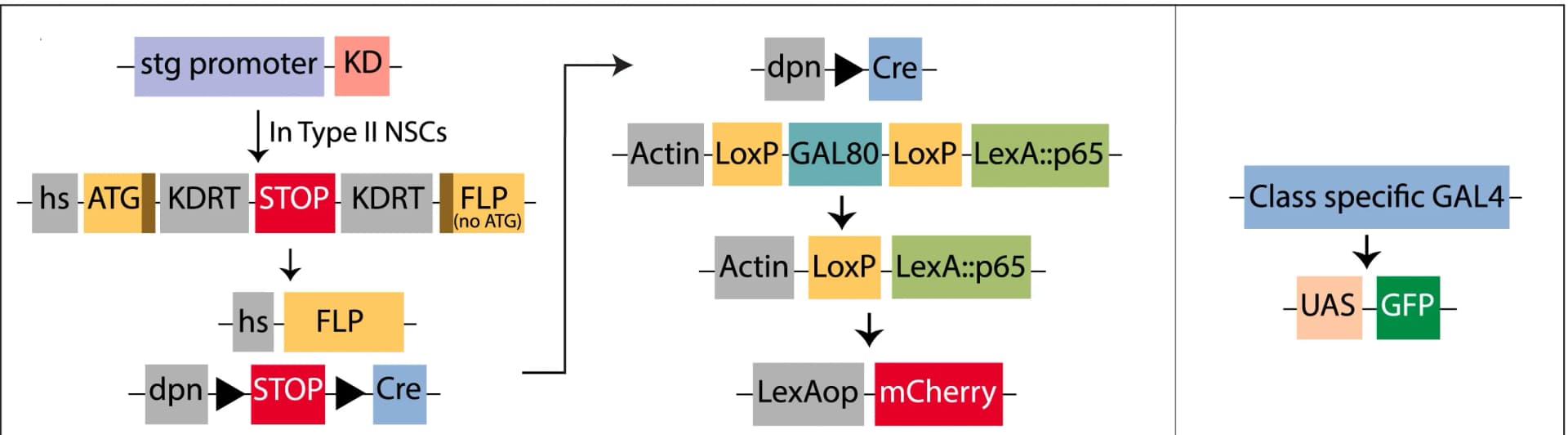 Open access visualization of Workflow, Flowchart, CLIn System, Heat Shock Promoter, Genetic Birth Dating