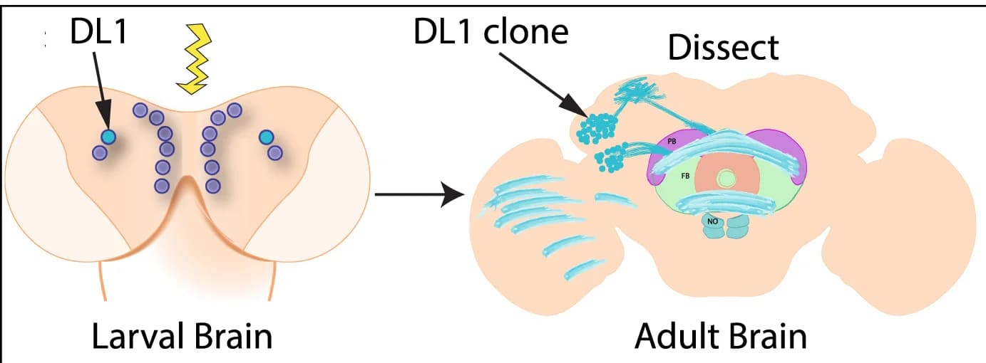 Open access visualization of Illustration, Workflow, DL1 Clone, Adult Brain, Dorsal Layers