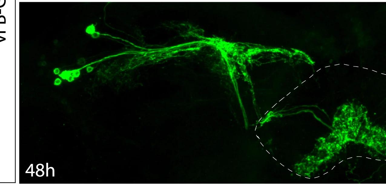Open access visualization of Microscopy, Adult Brain, GFP, vFB Neurons