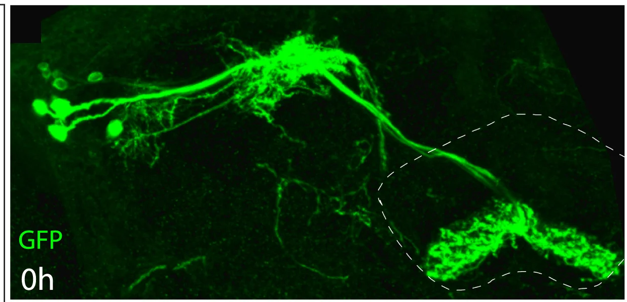 Open access visualization of Microscopy, Cell Bodies, Hemibrain, Quantification