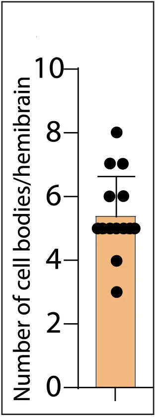 Open access visualization of Bar Plot, Scatter Plot, Error Bars, Cell Bodies, Hemibrain