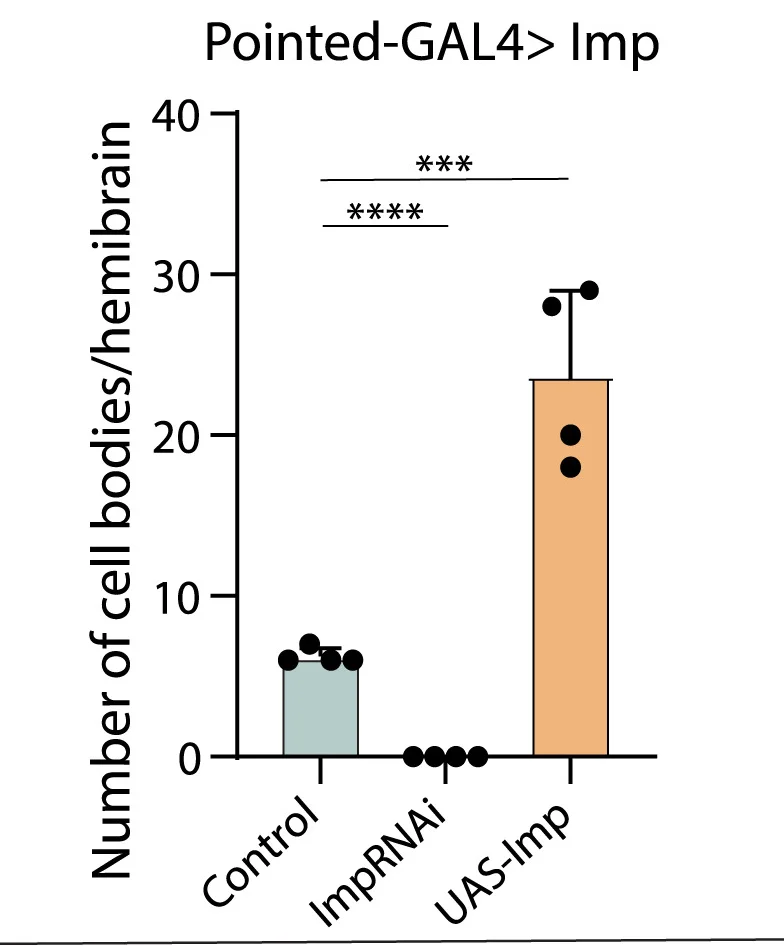 Open access visualization of Bar Plot, Error Bars, Quantification, Cell Bodies, Hemibrain