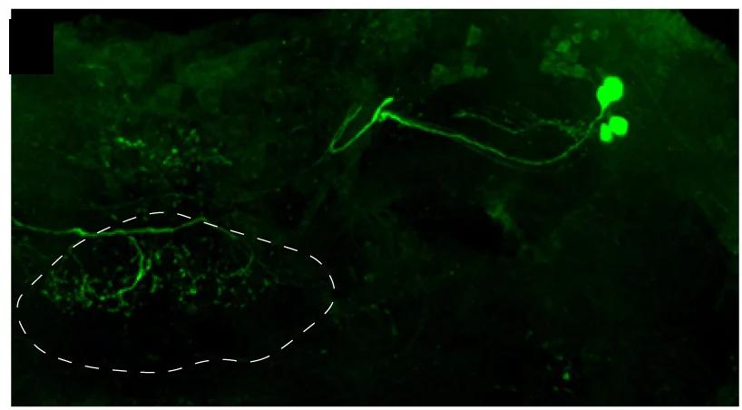 Open access visualization of Microscopy, dFB Neurons, GFP, Imp Knockdown, Neurites