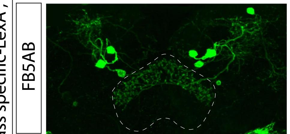 Open access visualization of Microscopy, FB5AB Neurons, GFP, Control