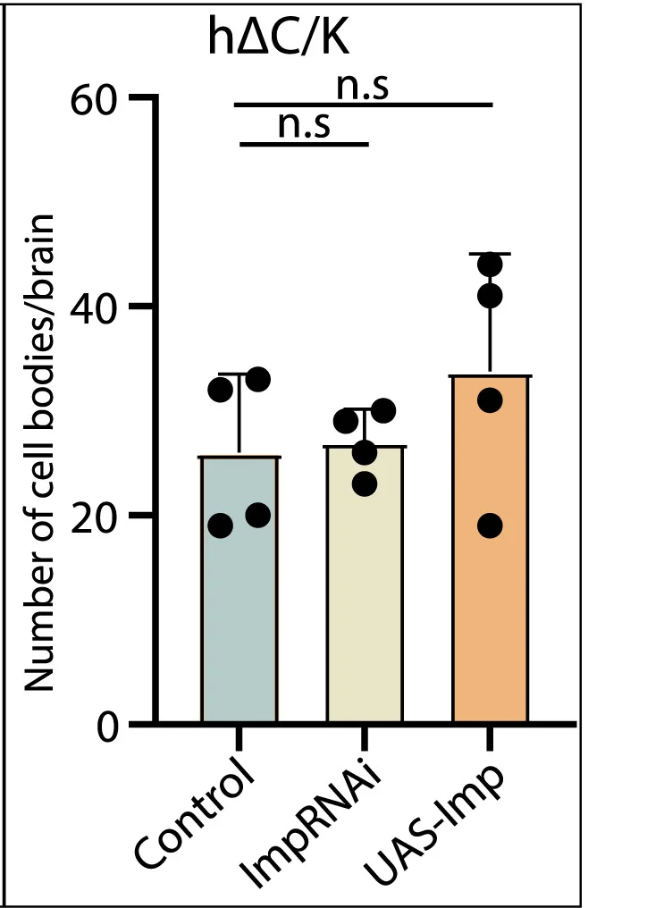 Open access visualization of Bar Plot, Error Bars, Cell Bodies, Neurons, Quantification