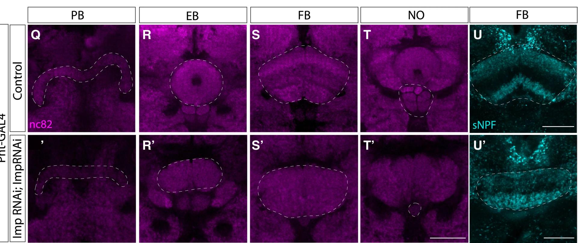 Open access visualization of Microscopy, Neuropils, PB, NO, Fat Body