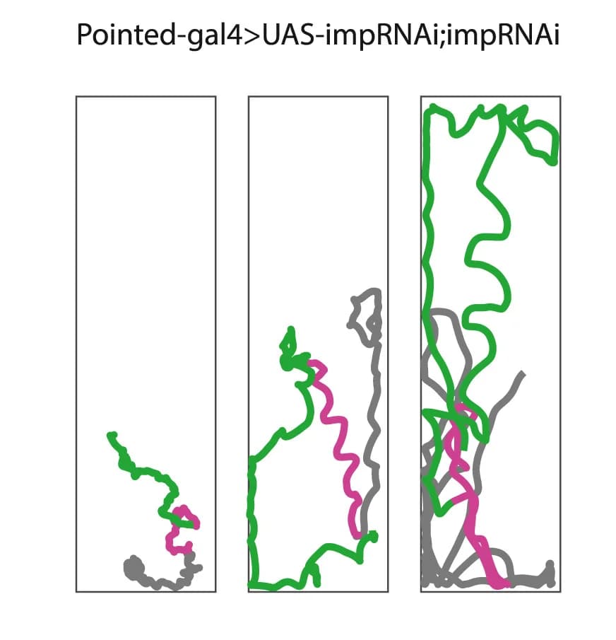 Open access visualization of Line Plot, Walking Trajectories, Imp Knockdown Flies, Upwind Movement, Turning Behavior