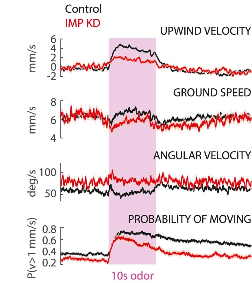 Open access visualization of Line Plot, Error Bars, Movement Parameters, Control Flies, Imp Knockdown Flies