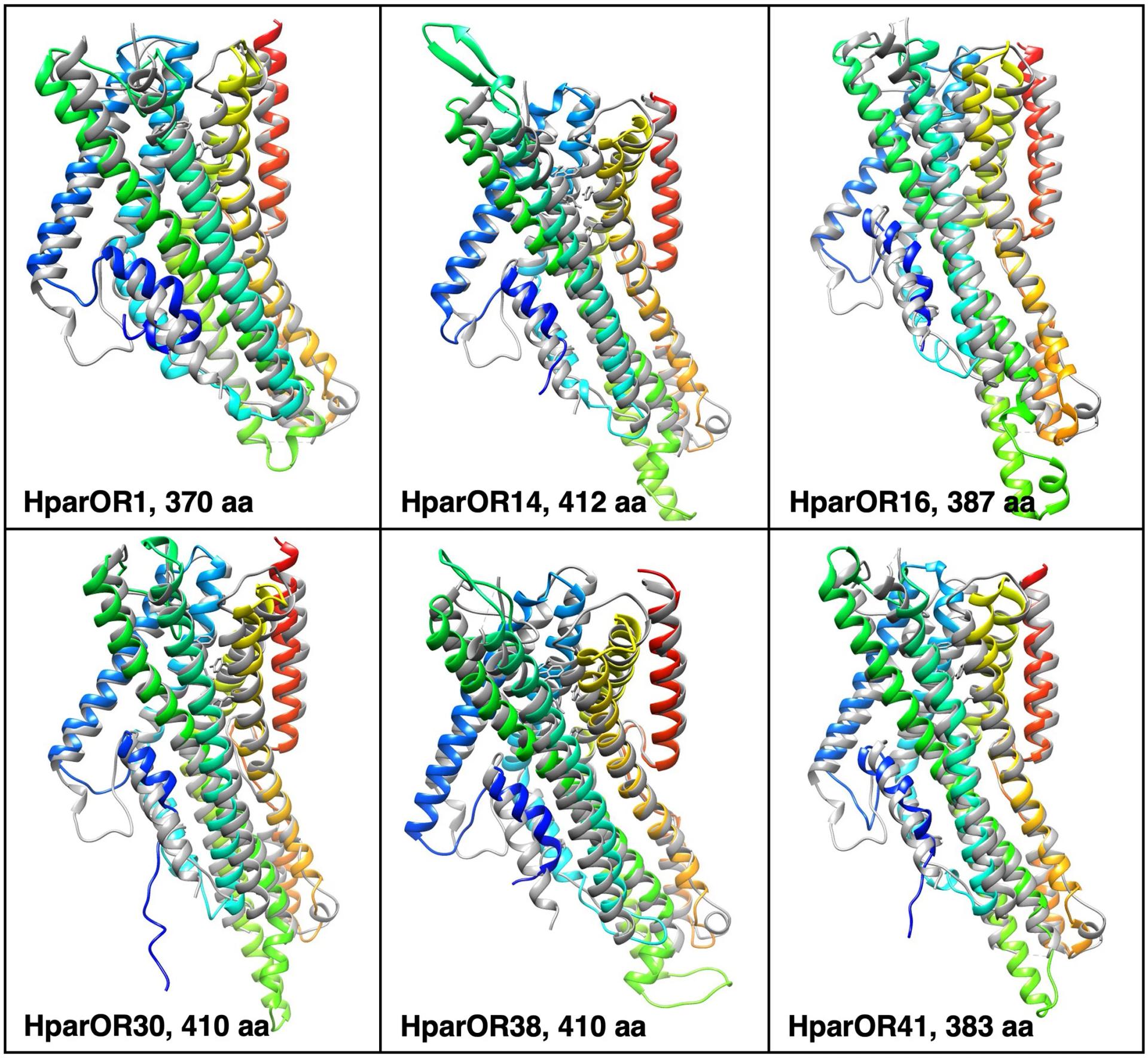 Open access visualization of Protein Structure, HparOR Models, MhraOR5, Cryo-EM, RMSD