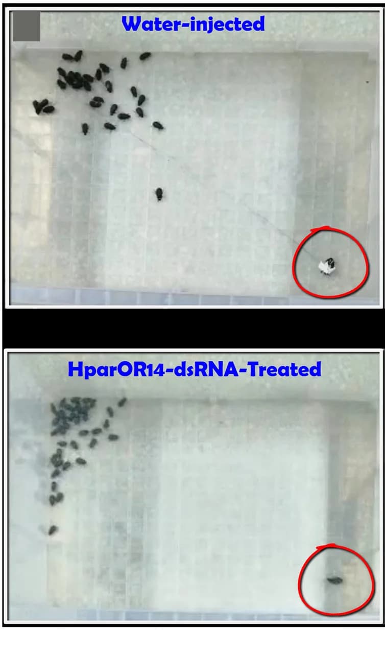 Open access visualization of Photo, Plastic Boxes, Arenas, Assays, Control