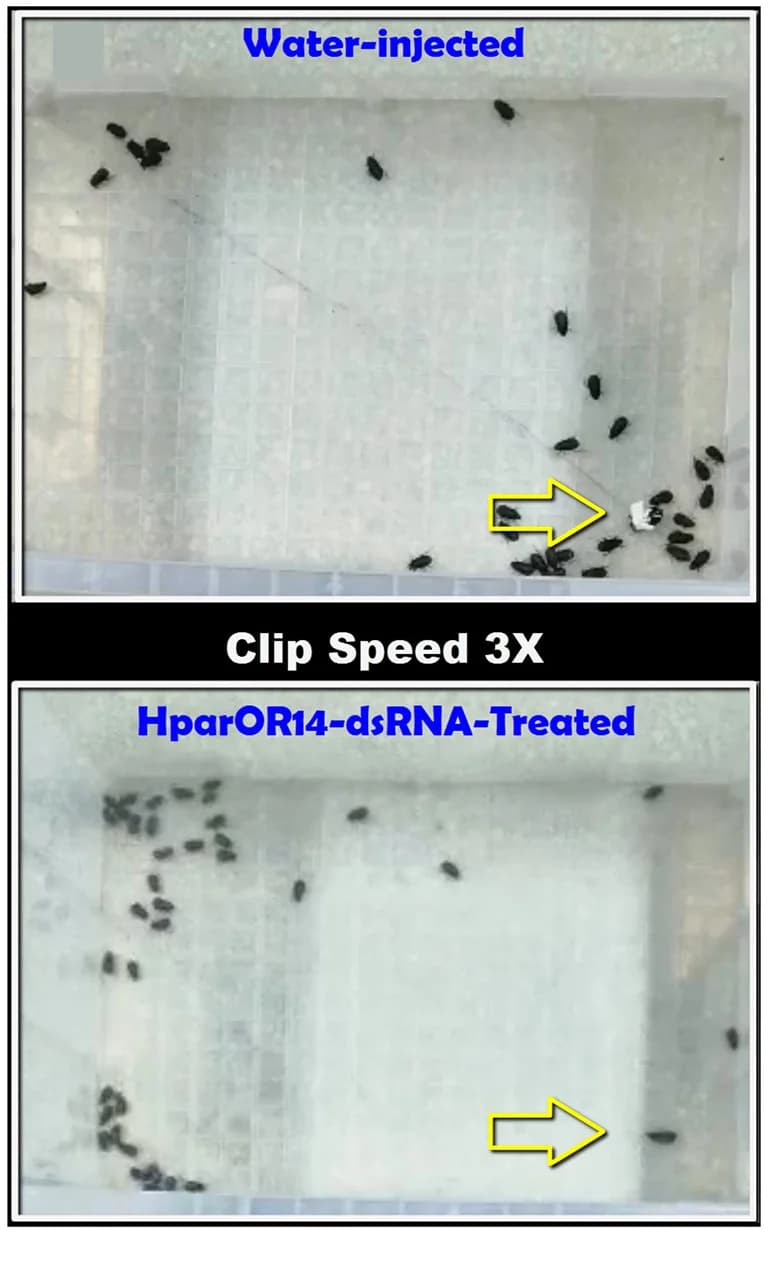 Open access visualization of Photo, Plastic Boxes, Arenas, Assays, Control