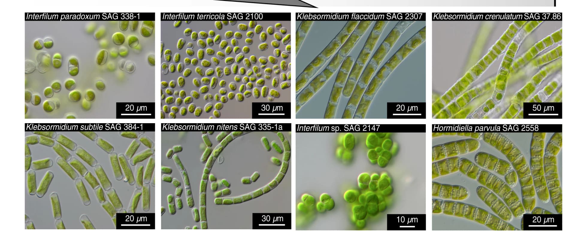 Open access visualization of Microscopy, Morphological Diversity, Klebsormidiophyceae, Micrographs, Scale Bars