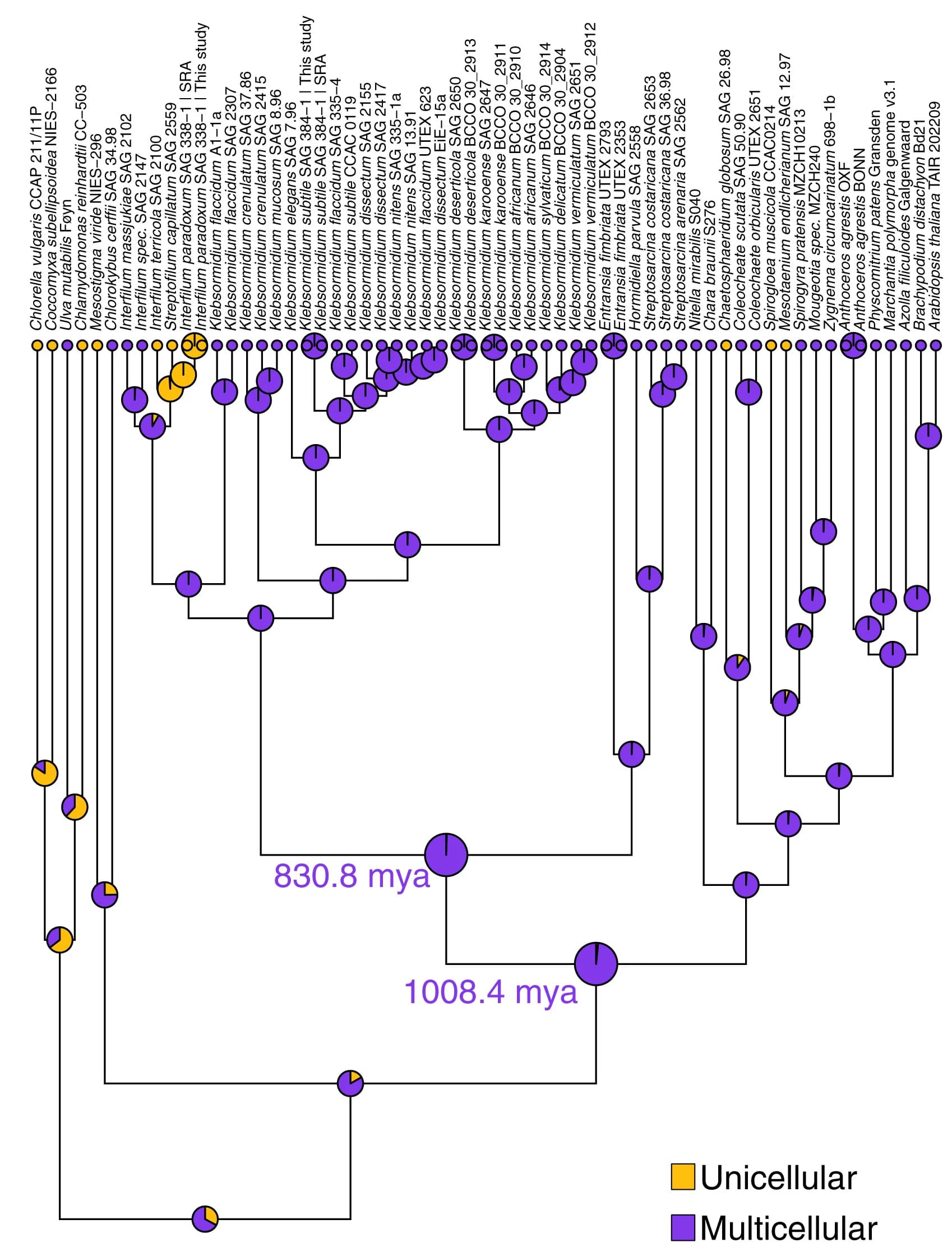 Open access visualization of Network, Pie Chart, Unicellular Growth, Multicellular Growth, Klebsormidiophyceae