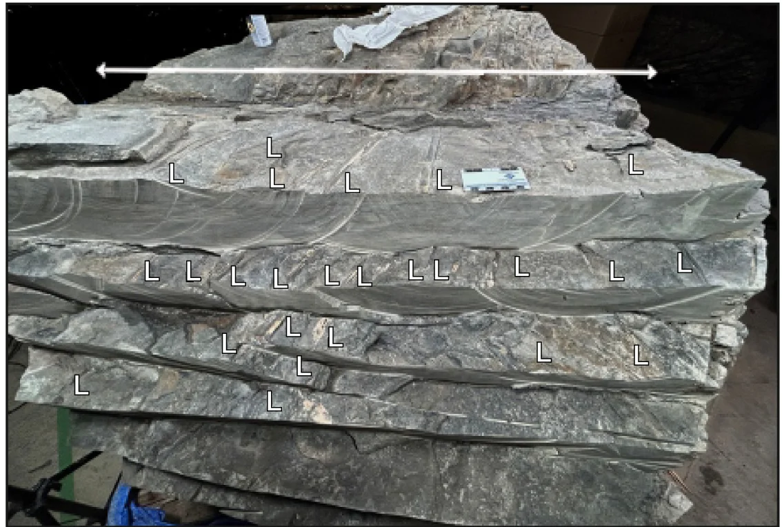 Open access visualization of Photo, Block, Trunk, Petioles, 3D Preservation