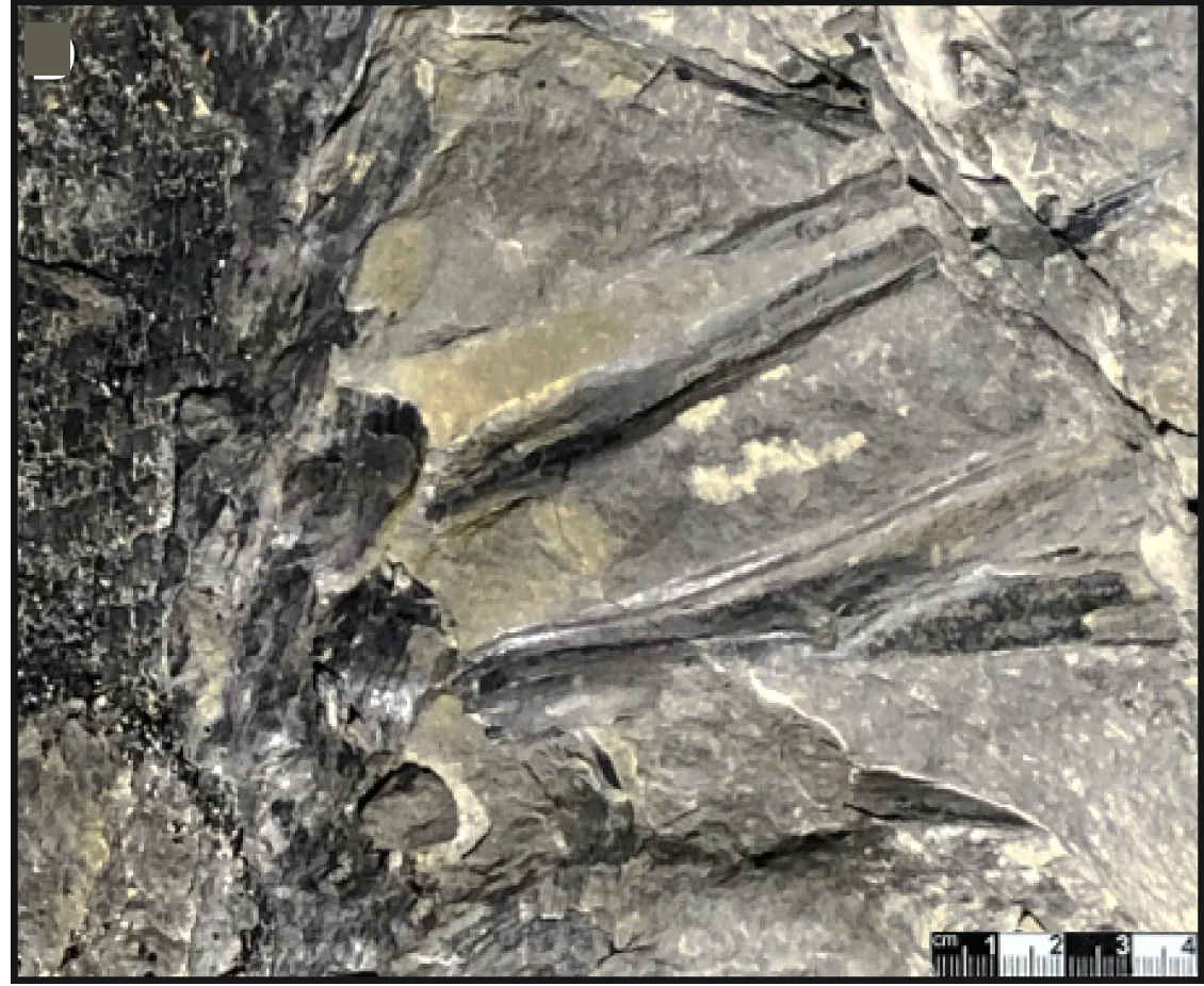 Open access visualization of Photo, Petioles, Longitudinal Ridges, Tectonism