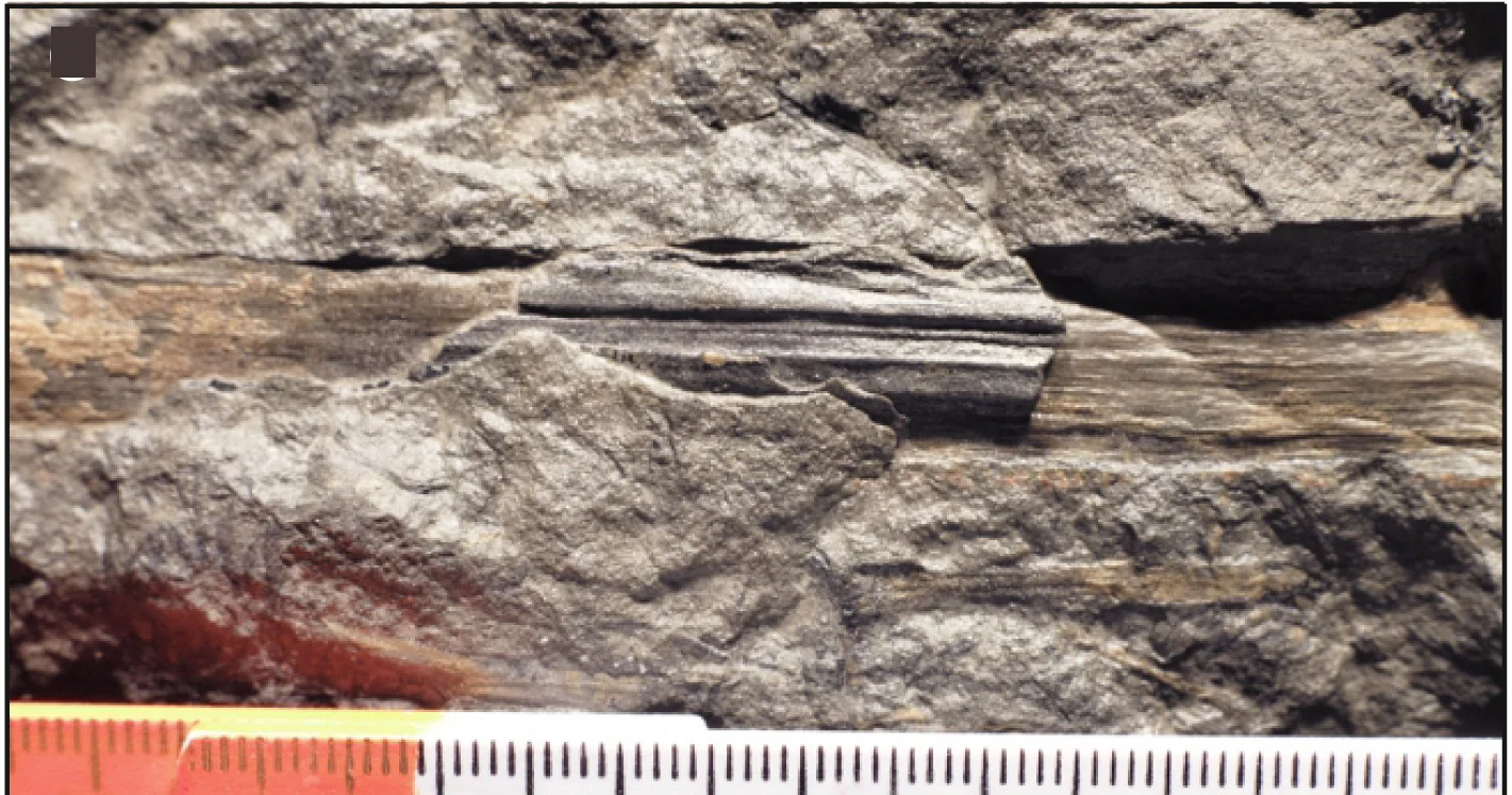 Open access visualization of Photo, Mudcast, Petiole, Trunk, Fossil