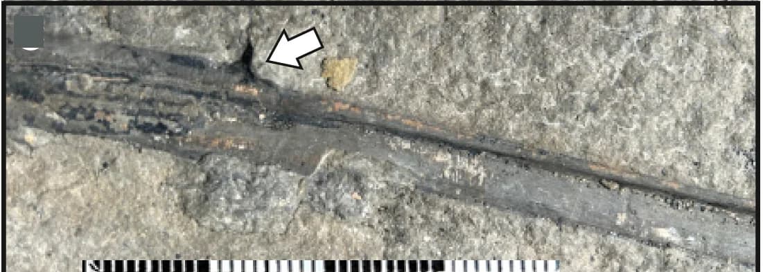 Open access visualization of Photo, Leaf Rachis, Lateral