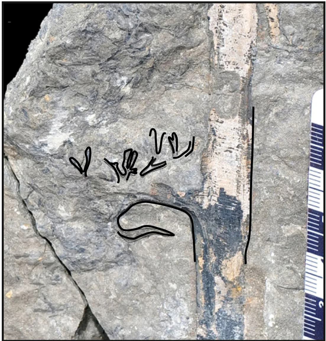 Open access visualization of Photo, Rachis, Sphenopteridium-like Pinnules, Second-Order Axes