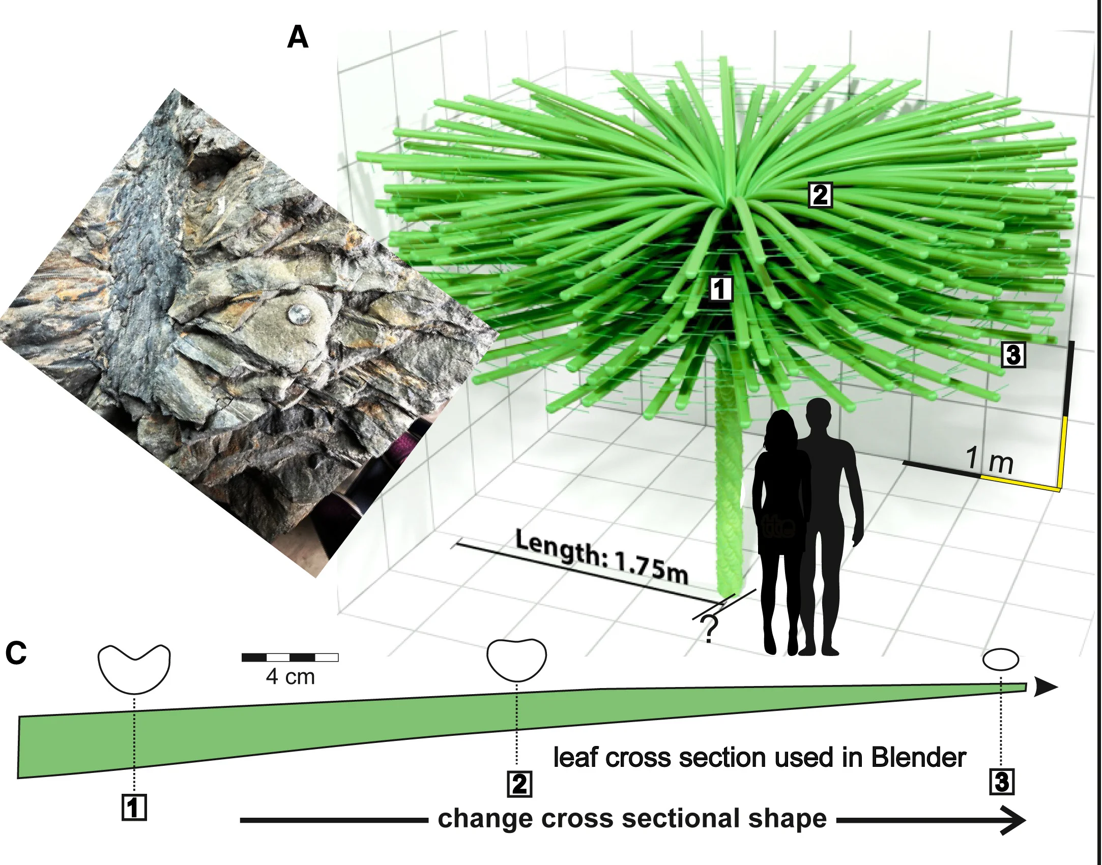 Open access visualization of Illustration, Photo, 3D Plot, Mudcast Laterals