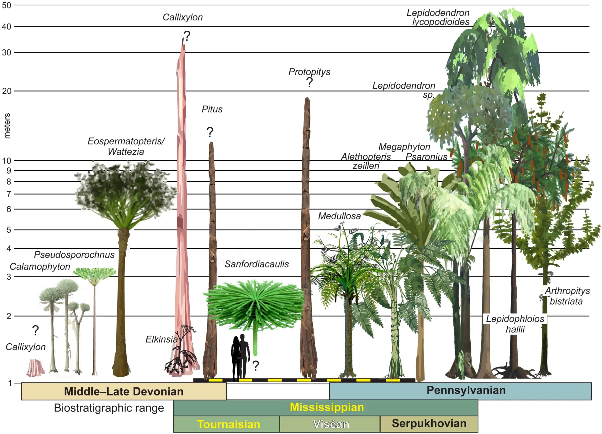 Open access visualization of Bar Plot, Illustration, Fossils, Plant reconstructions, Cladoxylales