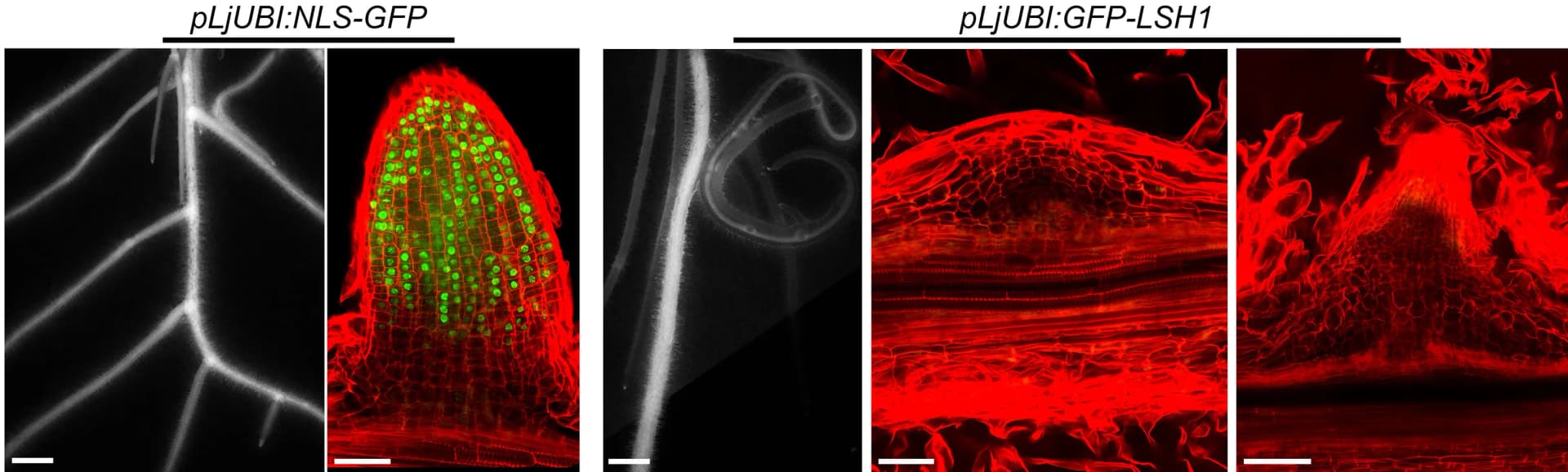 Open access visualization of Microscopy, Hairy Roots, pLjUBI:NLS-GFP, pLjUBI:GFP-LSH1, Epifluorescence Images