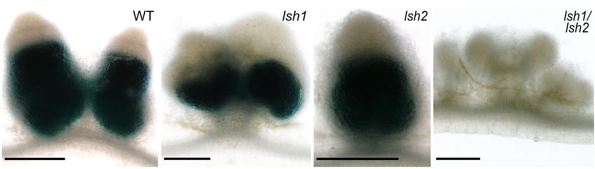 Open access visualization of Microscopy, WT, lsh1-1, lsh2-1, lsh1-1/lsh2-1