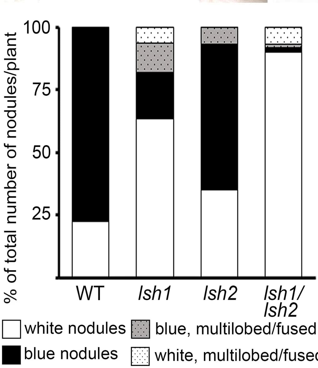 Open access visualization of Stacked Bar Plot, Nodule Morphologies, WT, lsh1-1, lsh2-1