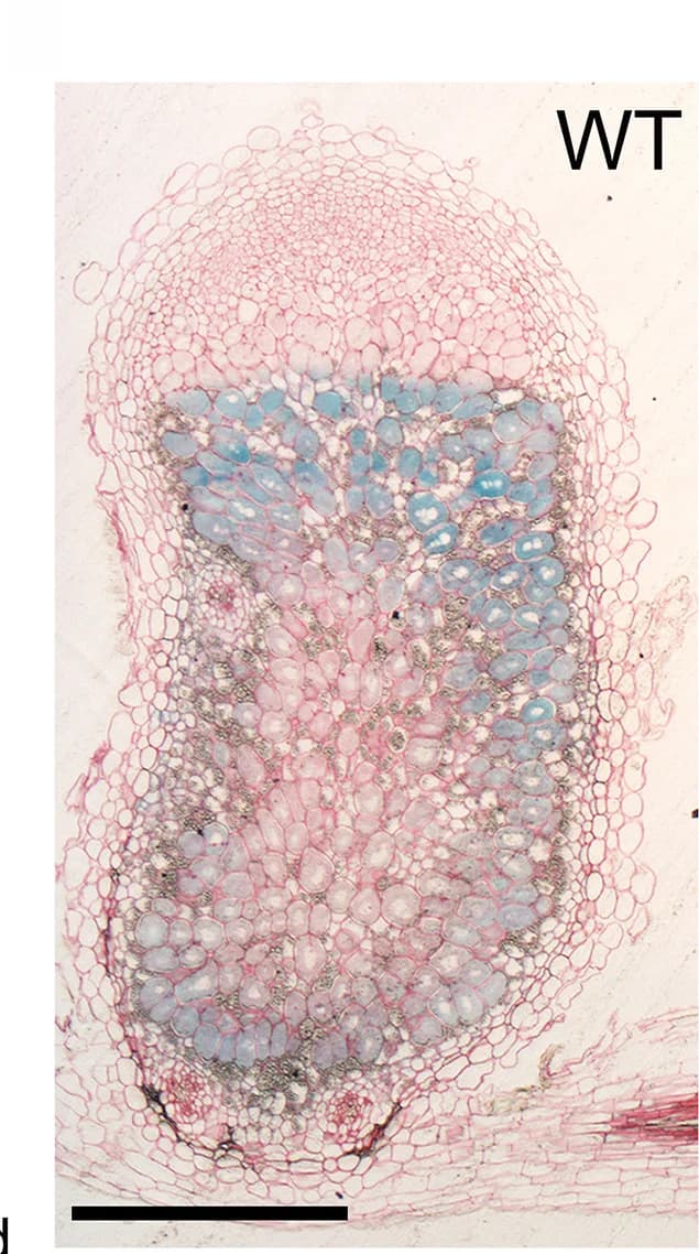 Open access visualization of Microscopy, Nodules, WT, lsh1-1, lsh1-1/lsh2-1