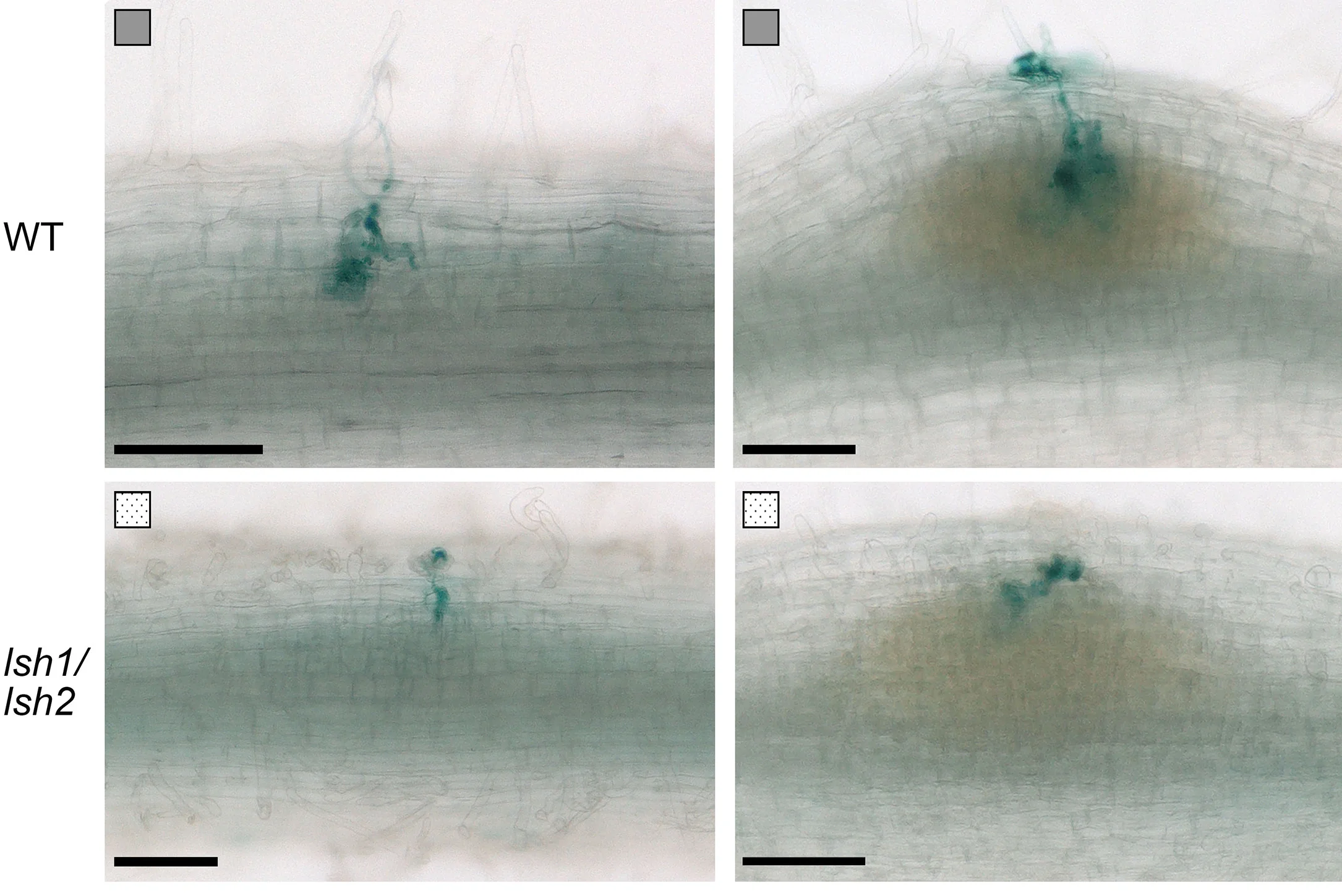 Open access visualization of Microscopy, WT, lsh1/lsh2, Nodule Primordia, Developmental Stages