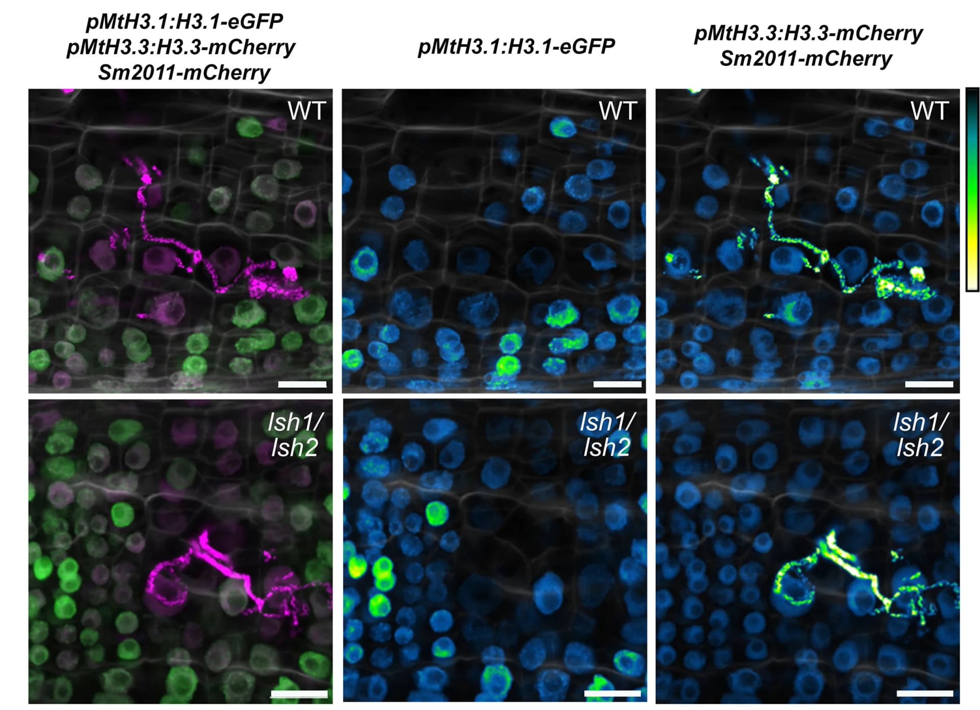 Open access visualization of Microscopy, Confocal Images, Transgenic Roots, H3.1-eGFP, H3.3-mCherry