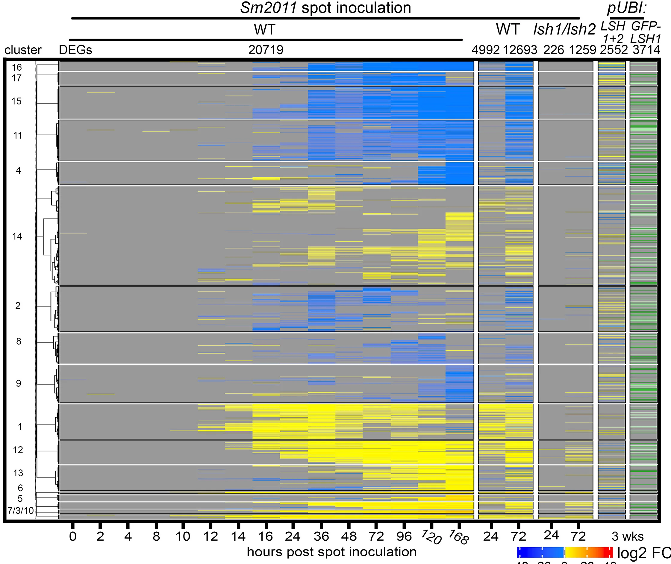 Open access visualization of Heatmap, Clustered, DEGs, S. Meliloti, Wild Type