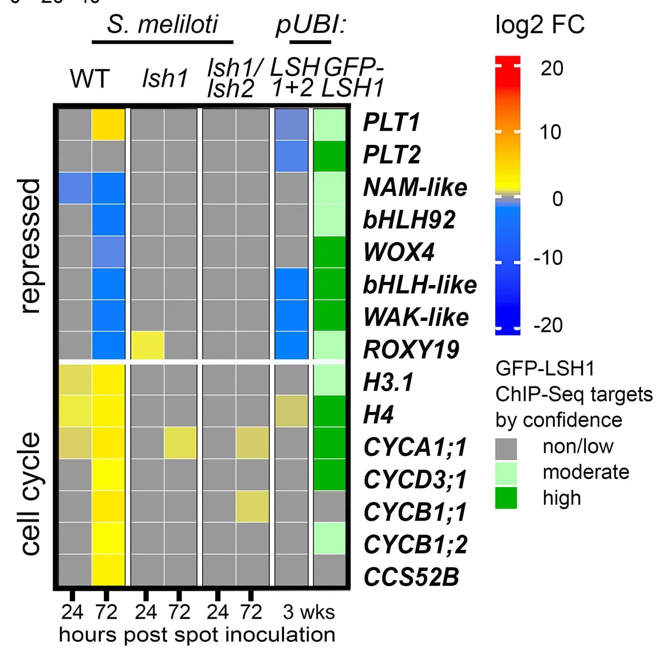 Open access visualization of Heatmap, DEGs, Wild Type, LSH1, LSH2