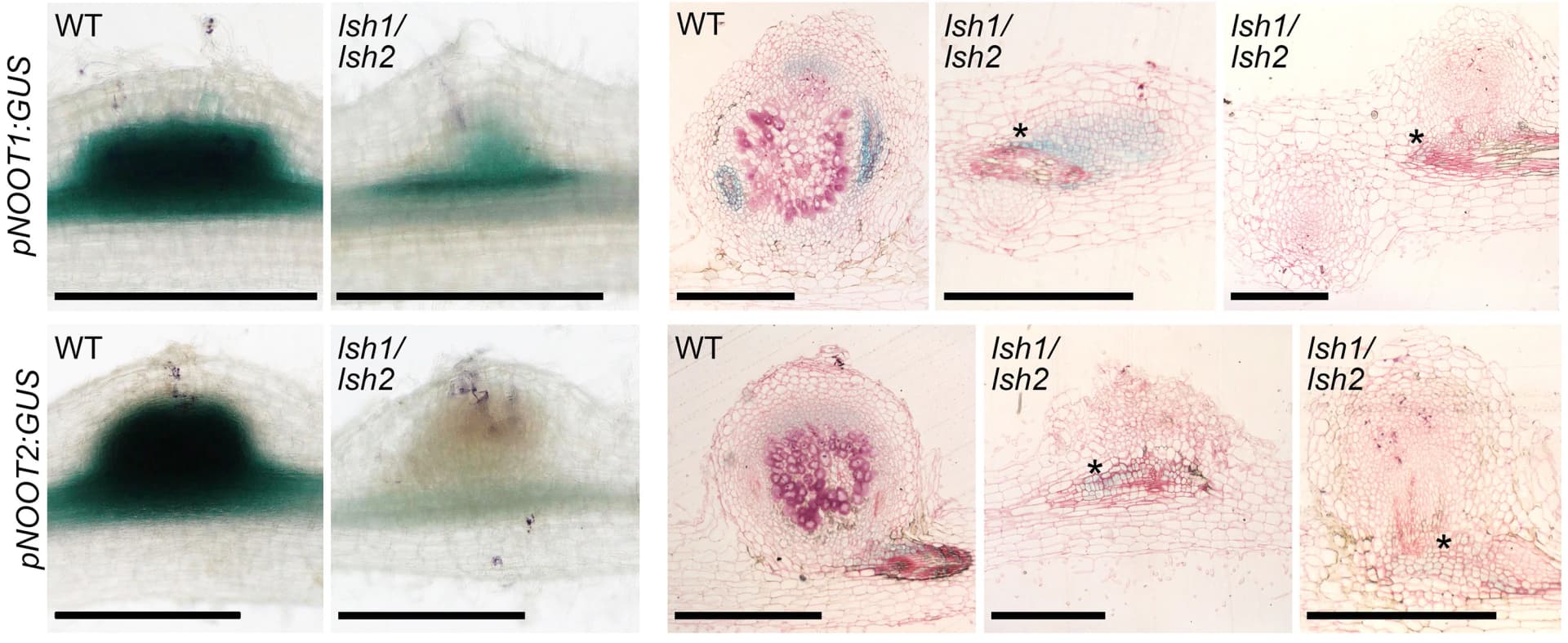 Open access visualization of Microscopy, NOOT1, NOOT2, WT, lsh1/lsh2 Nodules