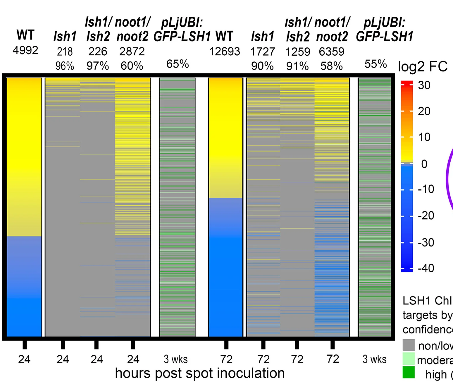 Open access visualization of Heatmap, DEGs, WT, lsh1, lsh1/lsh2
