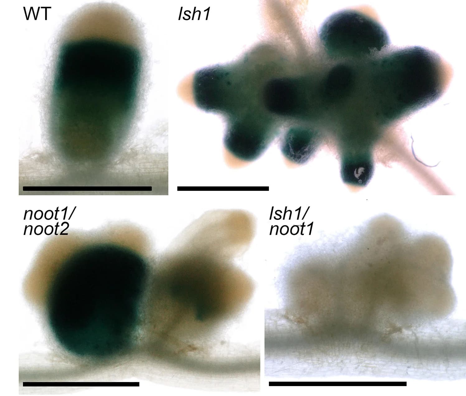 Open access visualization of Photo, Whole-Mount Images, Nodules, GUS Staining, pNifH Expression