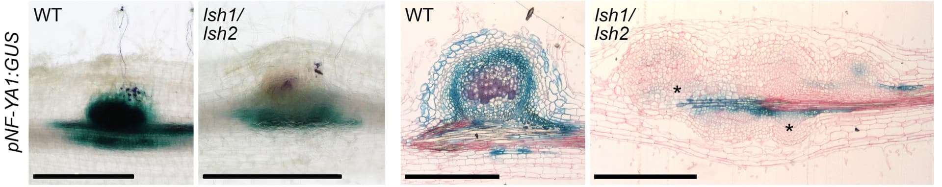 Open access visualization of Microscopy, NF-YA1, GUS Staining, Nodule Sections, Vascular Expression