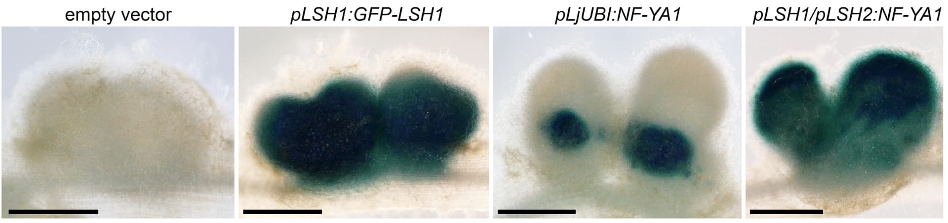Open access visualization of Photo, Nodules, Hairy Roots, GUS Staining, pNifH Promoter