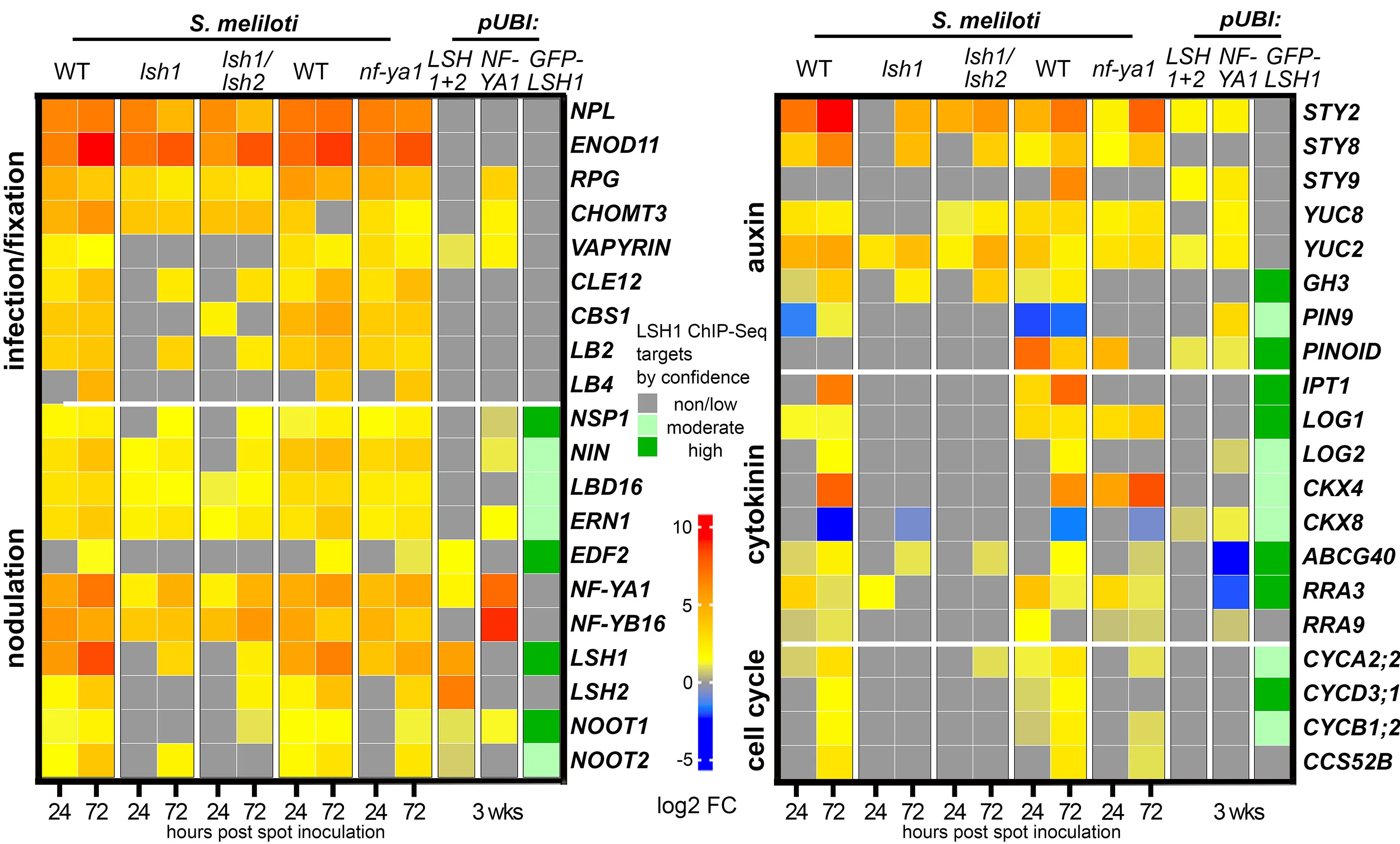 Open access visualization of Heatmap, DEGs, Ectopic Expression, DNA-binding Sites