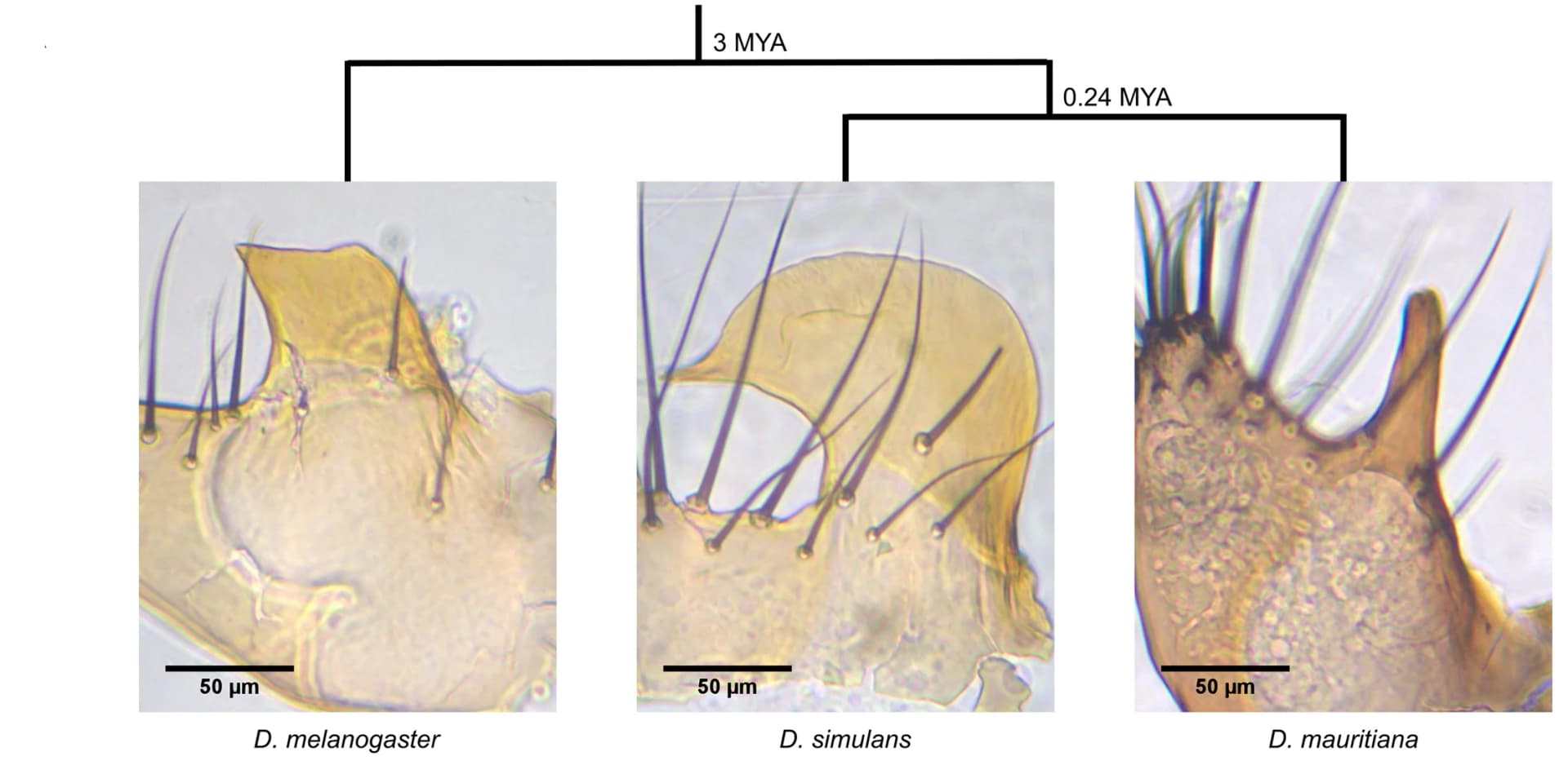 Open access visualization of Microscopy, Illustration, Workflow, Posterior Lobes, Drosophila melanogaster
