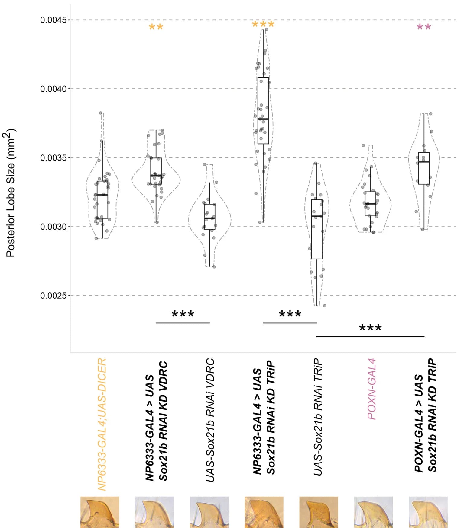 Open access visualization of Violin Plot, Box Plot, Scatter Plot, RNAi Knockdown, Sox21b