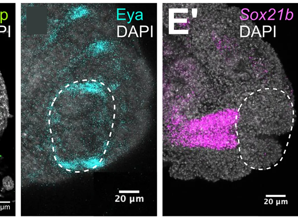 Open access visualization of Microscopy, In Situ Hybridization, Male Genital Discs, Drosophila melanogaster, Posterior Lobe Primordia