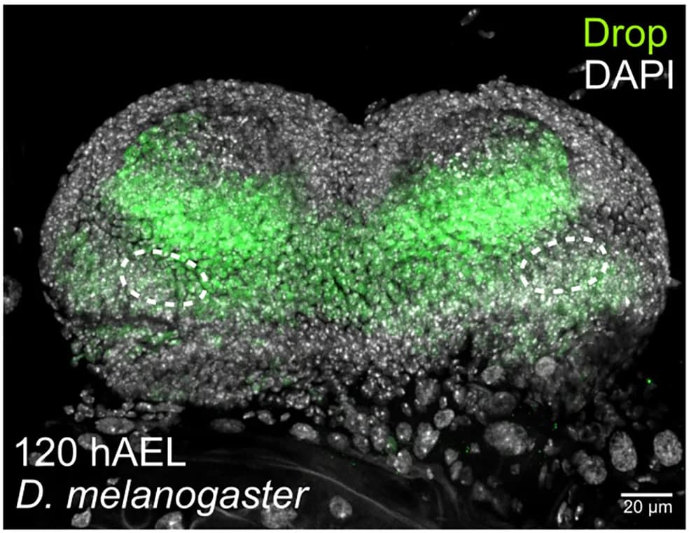 Open access visualization of Microscopy, Immunostaining, Male Genital Disc, Drosophila melanogaster, Posterior Lobe Primordia