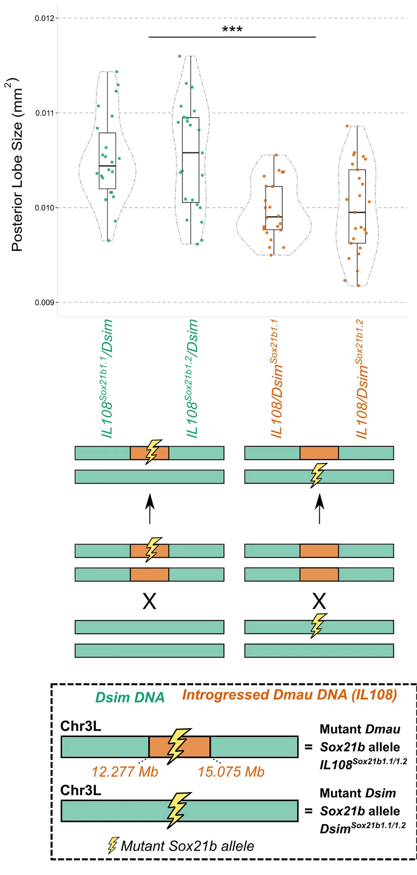 Open access visualization of Violin Plot, Box Plot, Scatter Plot, Illustration, Posterior Lobes