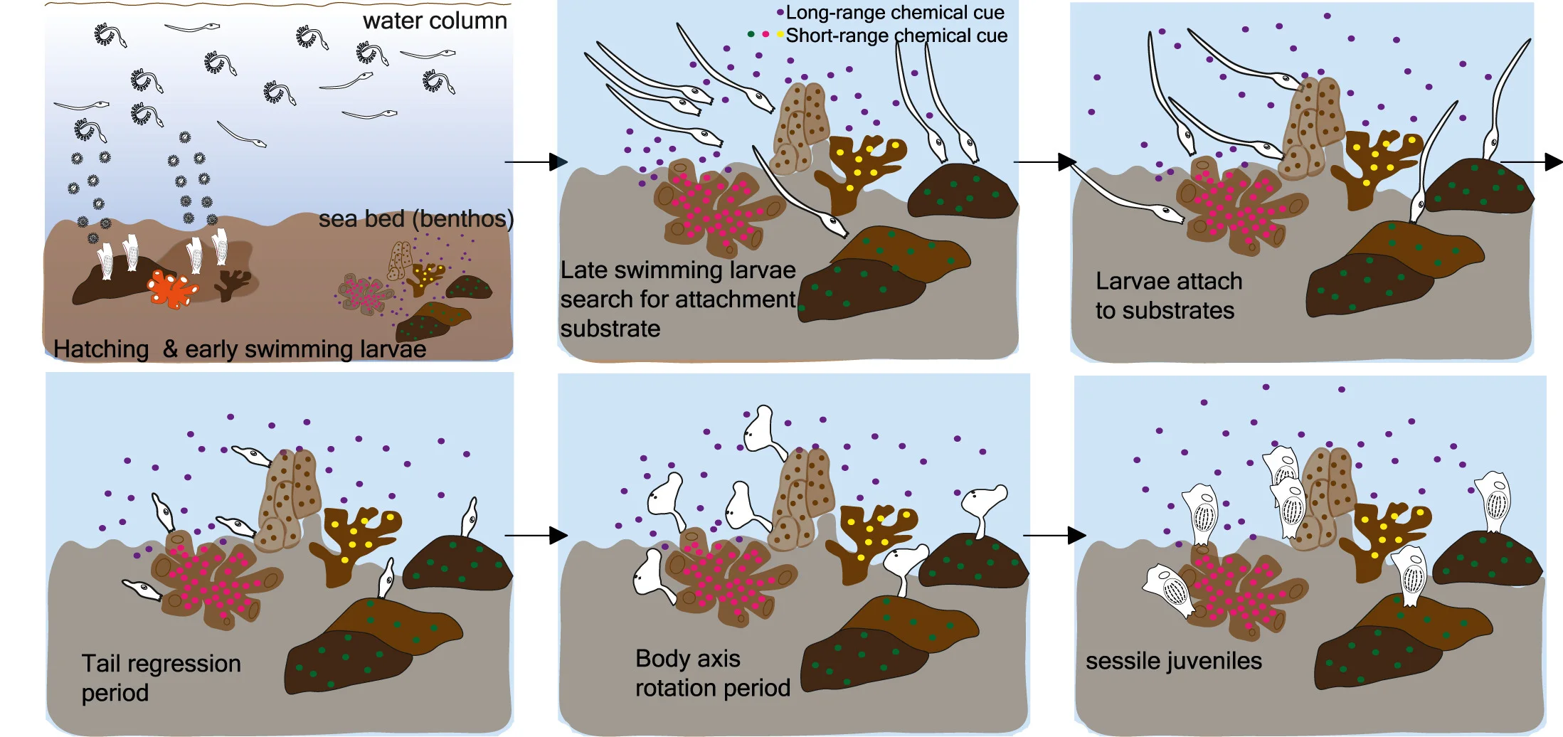 Open access visualization of Workflow, Flowchart, Illustration, Life Cycle, Larvae