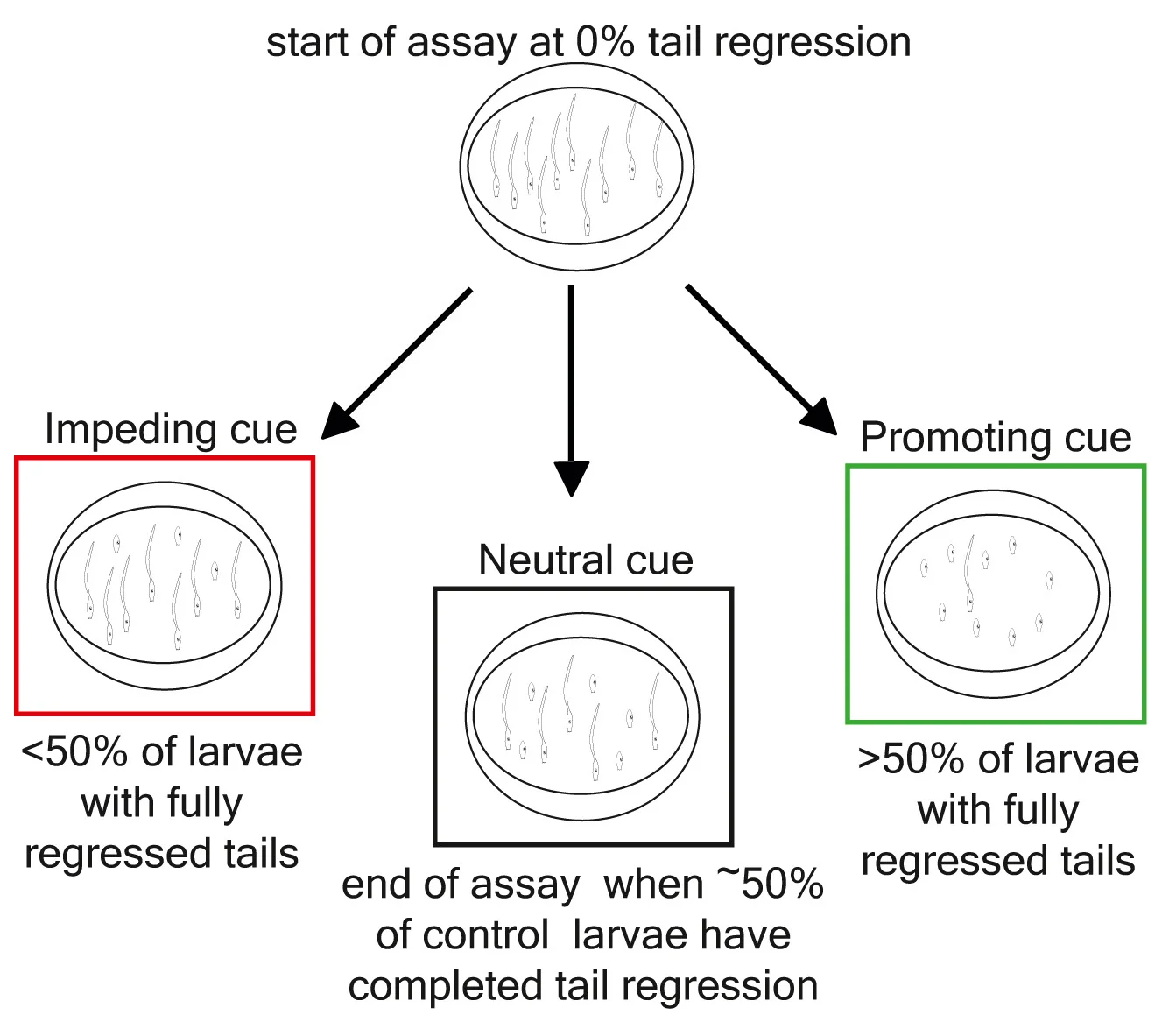 Open access visualization of Workflow, Flowchart, Illustration, Tail Regression Assay, Larvae