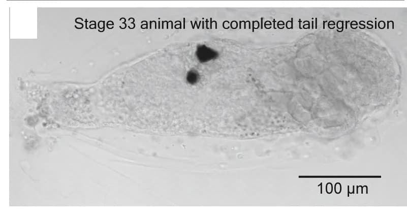 Open access visualization of Microscopy, Bright-Field Micrographs, Ciona Larvae, Tail Resorption