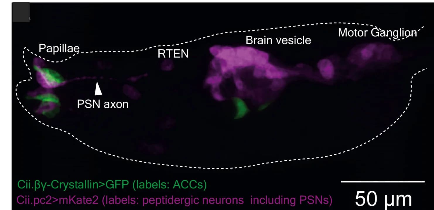 Open access visualization of Microscopy, Larva, Cii-βγ-Crystallin>GFP, Cii-pc2>mKate2