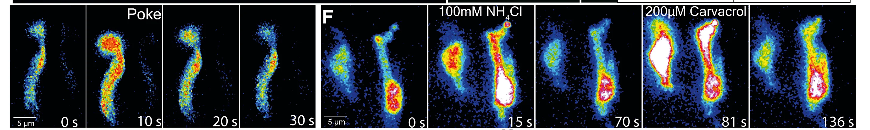 Open access visualization of Microscopy, PSN Ca2+ responses, Mechanical Poke, NH4Cl, Carvacrol