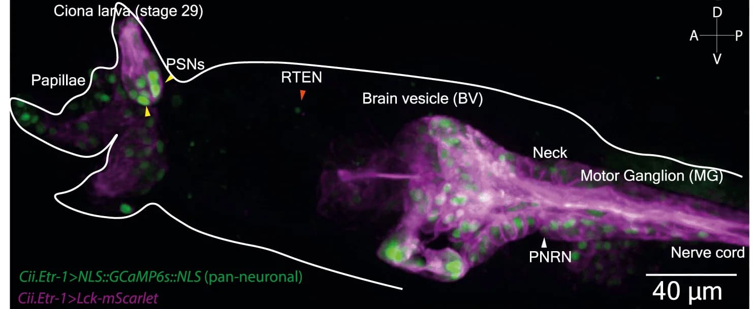 Open access visualization of Microscopy, Confocal Micrographs, Larval Trunks, Calcium Imaging